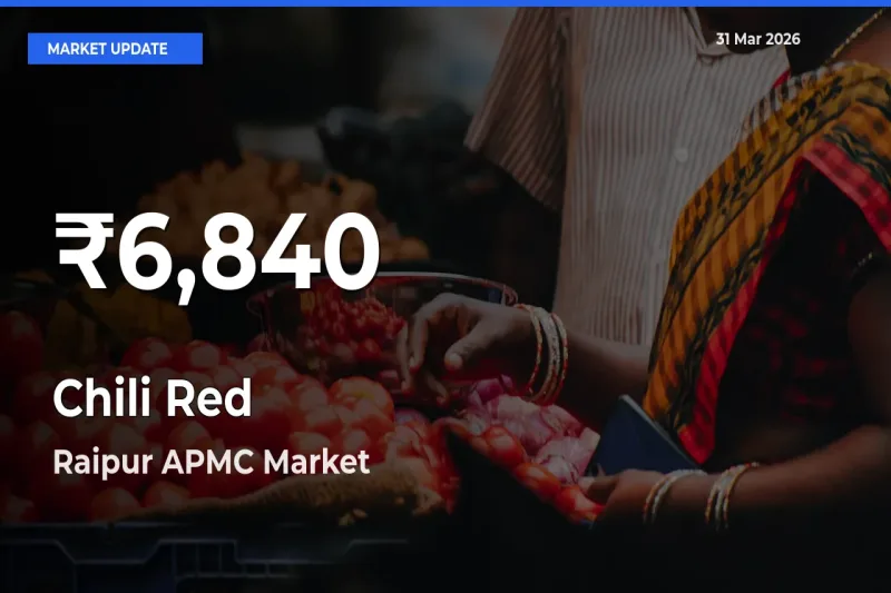 Farmers Concerned as Chili Red Hits 30-Day Low in Raipur APMC