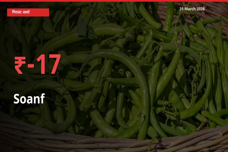 तेज़ गिरावट! मंडी में सौंफ के दाम 16.79% लुढ़के