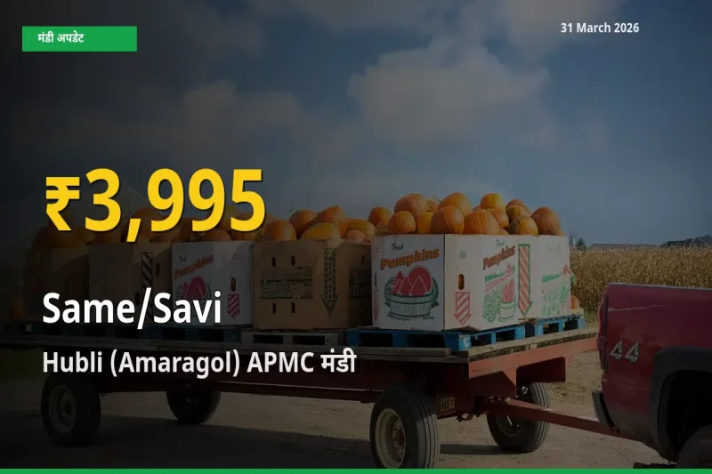 Hubli (Amaragol) APMC में सामा ₹3,995 पर पहुँचा – अब तक का उच्चतम भाव