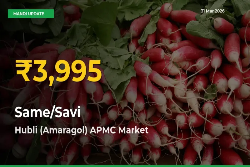Same/Savi Price Hits New High in Hubli (Amaragol) APMC Today – Check Latest Mandi Rates