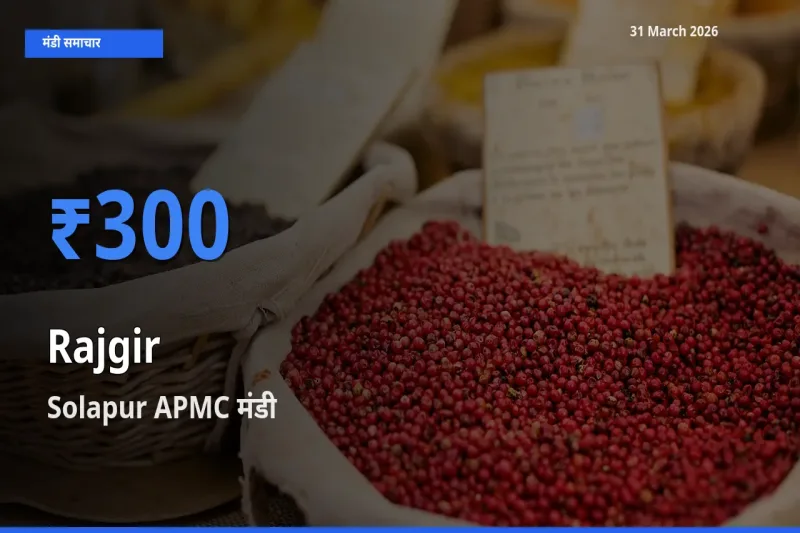 आज राजगीर के सबसे ज़्यादा दाम Solapur APMC मंडी में दर्ज