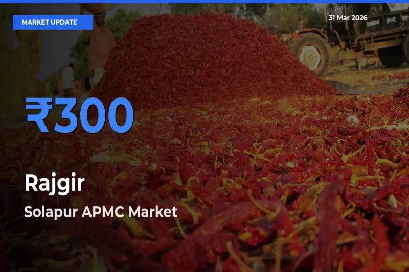 Farmers Prefer Solapur APMC as Rajgir Hits Highest Rate