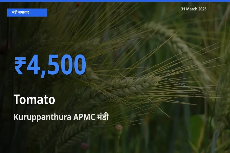 Kuruppanthura APMC मंडी में आज टमाटर के सबसे ऊँचे दाम दर्ज