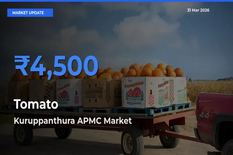 Kuruppanthura APMC Emerges as Top Mandi for Tomato Prices Today