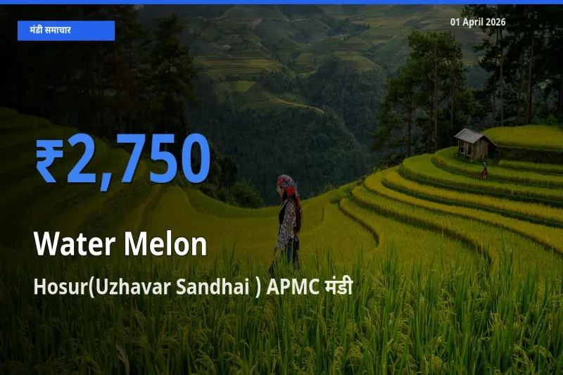 आज का मंडी भाव: तरबूज के सबसे ज़्यादा दाम Hosur(Uzhavar Sandhai ) APMC में