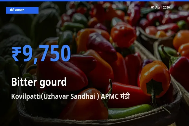 Kovilpatti(Uzhavar Sandhai ) APMC मंडी में करेला ₹9,750 पर पहुँचा – आज का सर्वोच्च भाव