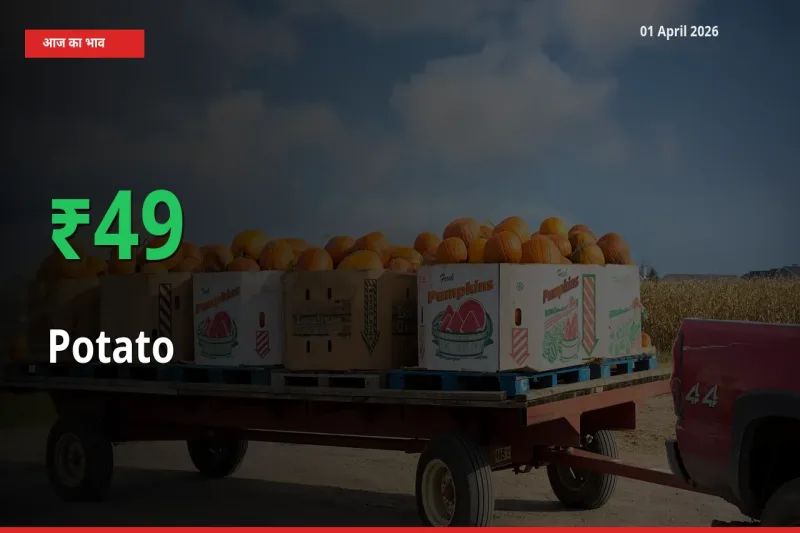 आलू के दाम प्रमुख मंडी में 48.61% बढ़े, 24 घंटे में बड़ा बदलाव