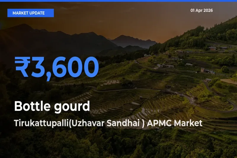 Top Performer! Tirukattupalli(Uzhavar Sandhai ) APMC Offers Best Bottle gourd Price Today