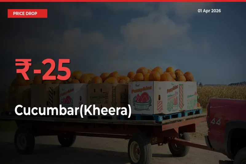 Sudden Shock! Cucumbar(Kheera) Drops 24.56% in 24 Hours at Top Mandis