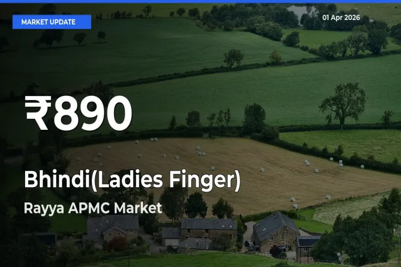 Bhindi(Ladies Finger) Mandi Rate Today: 30-Day Low Recorded in Rayya APMC