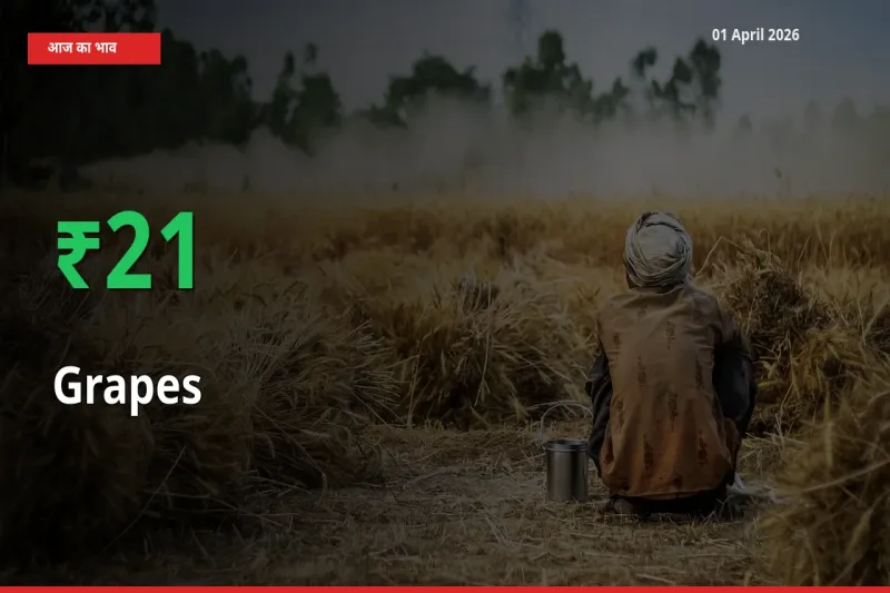 अंगूर के दाम प्रमुख मंडी में 21.1% बढ़े, 24 घंटे में बड़ा बदलाव