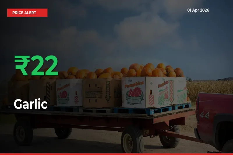 Why Garlic Prices Rose 22.01% in a Day at Mandis