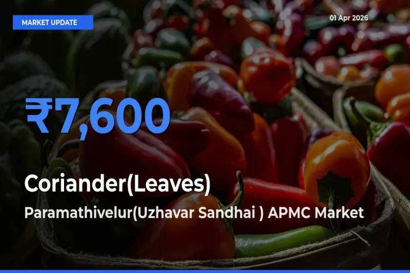 Paramathivelur(Uzhavar Sandhai ) APMC Emerges as Top Mandi for Coriander(Leaves) Prices Today