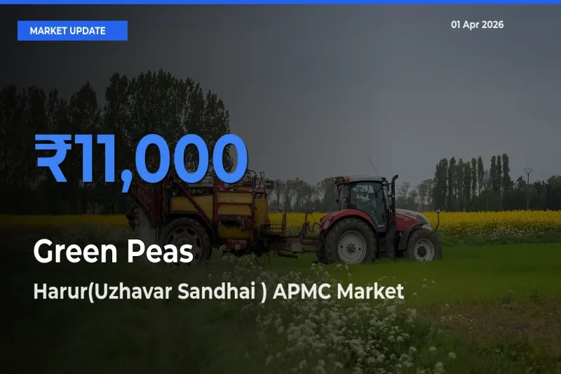 Market Watch: Harur(Uzhavar Sandhai ) APMC Becomes Top Mandi for Green Peas