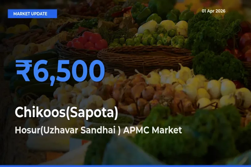 Hosur(Uzhavar Sandhai ) APMC Records Highest ₹6,500 Rate for Chikoos(Sapota)
