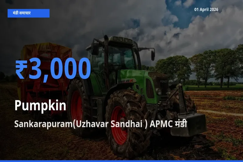 01 April अपडेट: कद्दू के सबसे ऊँचे दाम Sankarapuram(Uzhavar Sandhai ) APMC मंडी में