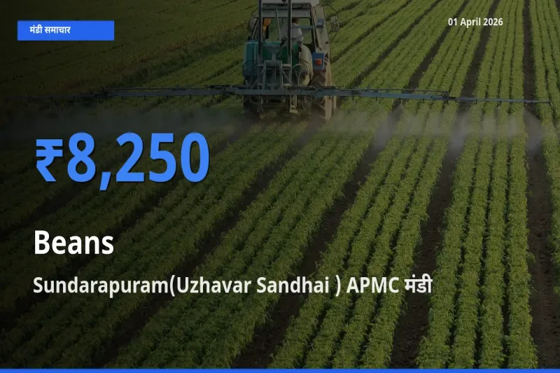 आज फलियाँ (सेम) के सबसे ज़्यादा दाम Sundarapuram(Uzhavar Sandhai ) APMC मंडी में दर्ज