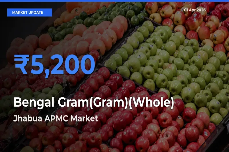 Jhabua APMC Tops Bengal Gram(Gram)(Whole) Mandi Rates Today