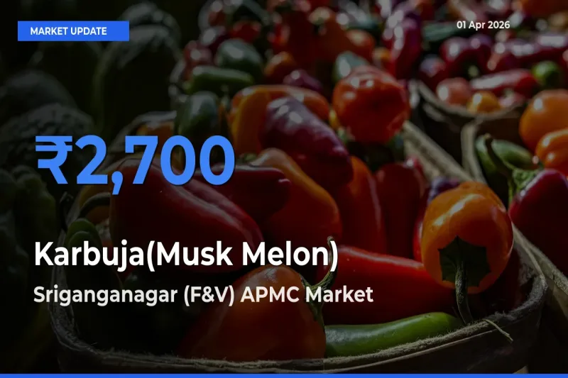 Sriganganagar (F&V) APMC Leads as Top Mandi for Karbuja(Musk Melon) Prices