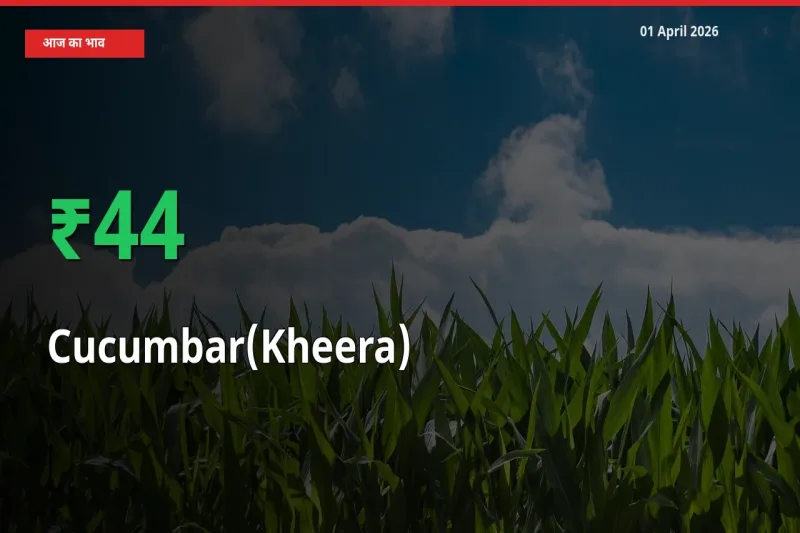 तेज़ तेजी! मंडी में खीरा के दाम 44.39% चढ़े