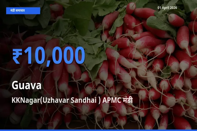 KKNagar(Uzhavar Sandhai ) APMC में अमरूद का आज सबसे ऊँचा भाव