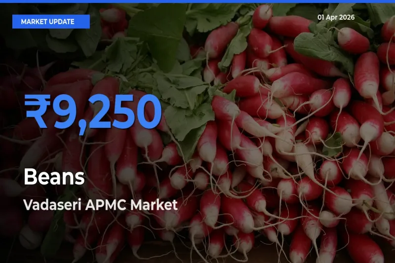 Market Watch: Vadaseri APMC Becomes Top Mandi for Beans