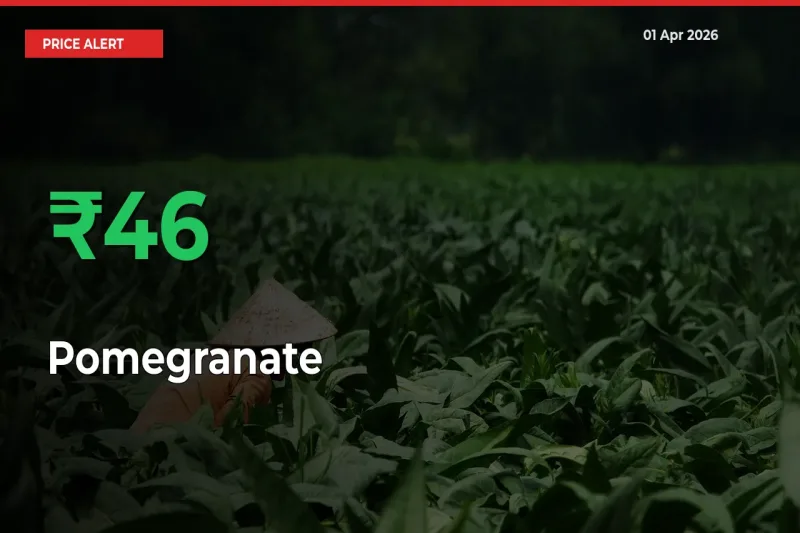 Big Rally! Pomegranate Climbs 45.54% in 24 Hours at Top Mandis