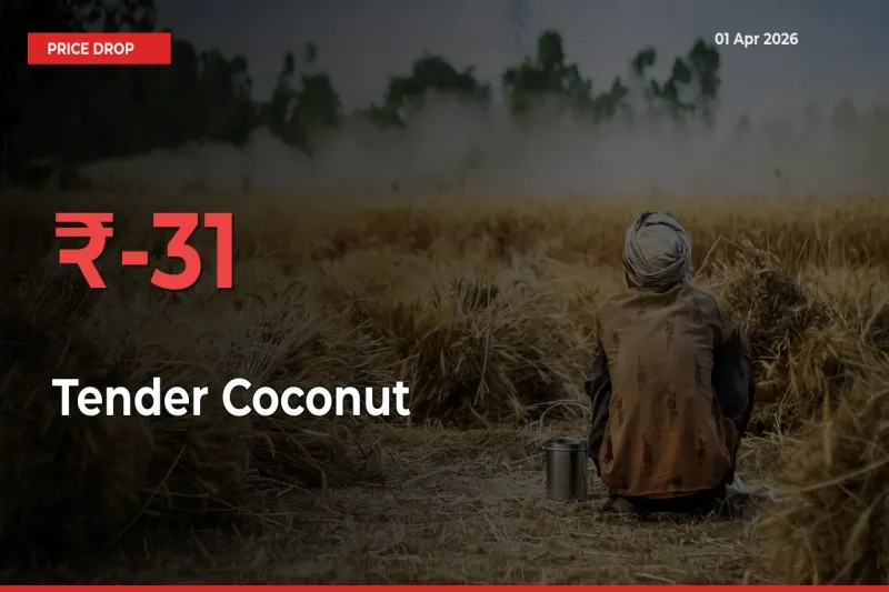 Sudden Shock! Tender Coconut Drops 30.89% in 24 Hours at Top Mandis