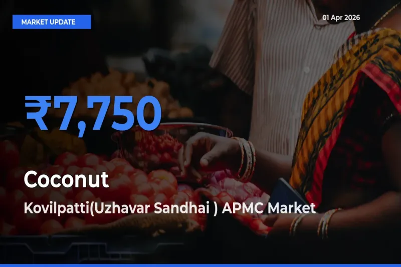 Kovilpatti(Uzhavar Sandhai ) APMC Leads as Top Mandi for Coconut Prices