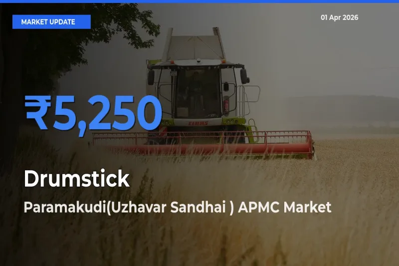 Paramakudi(Uzhavar Sandhai ) APMC Tops Drumstick Rates – April 01 Market Update