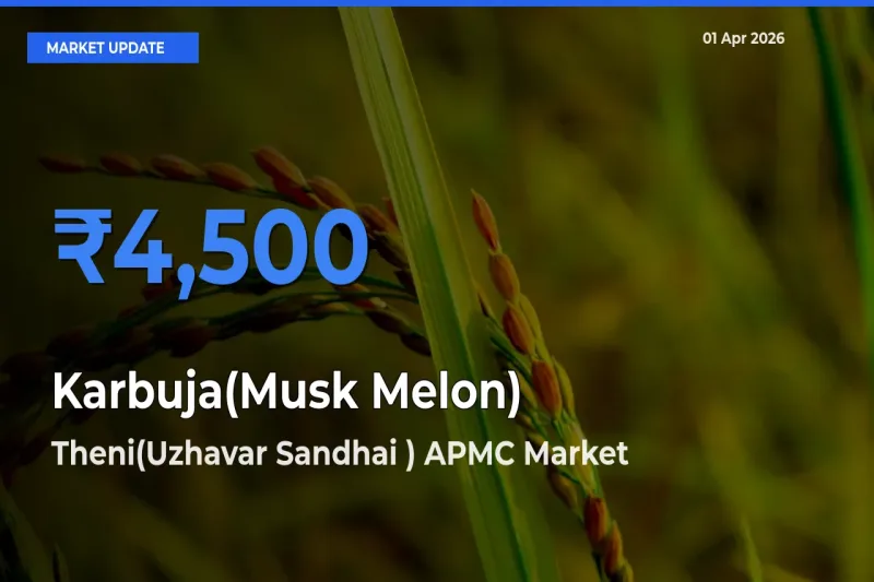 Theni(Uzhavar Sandhai ) APMC Records Highest ₹4,500 Rate for Karbuja(Musk Melon)