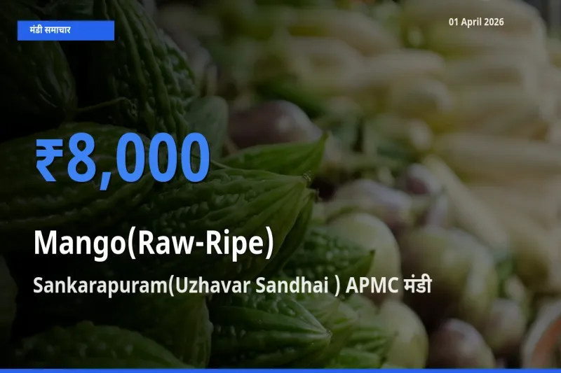 Sankarapuram(Uzhavar Sandhai ) APMC मंडी में आज आम (कच्चा-पका) के सबसे ऊँचे दाम दर्ज