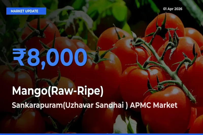 Sankarapuram(Uzhavar Sandhai ) APMC Offers ₹8,000 – Highest Mango(Raw-Ripe) Rate Today