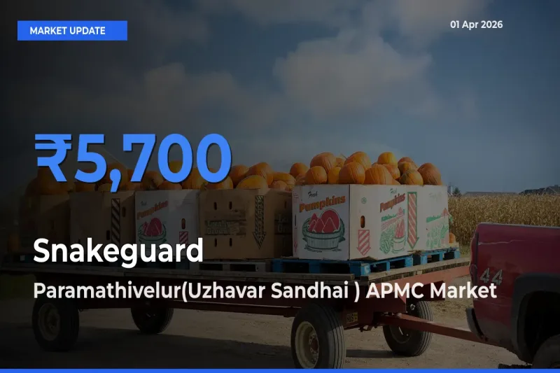 Farmers Prefer Paramathivelur(Uzhavar Sandhai ) APMC as Snakeguard Hits Highest Rate