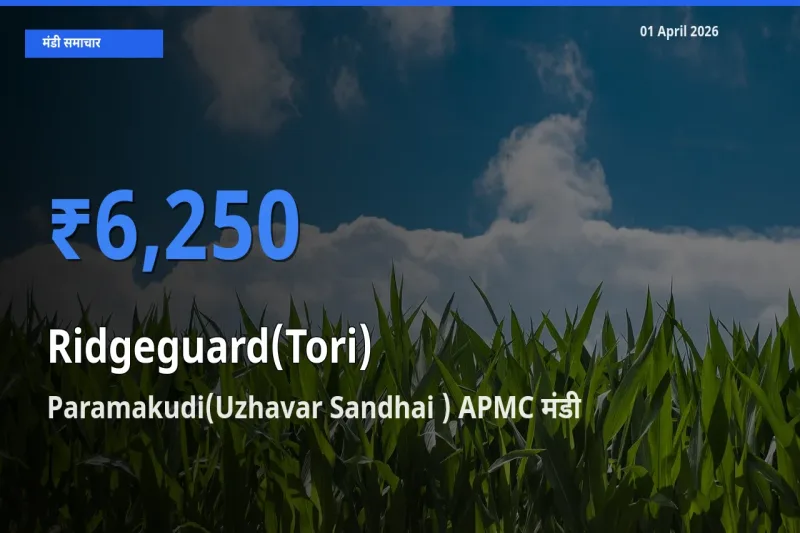 आज तोरई के सबसे ऊँचे दाम ₹6,250 Paramakudi(Uzhavar Sandhai ) APMC मंडी में