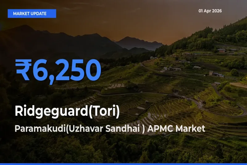 Top Performer! Paramakudi(Uzhavar Sandhai ) APMC Offers Best Ridgeguard(Tori) Price Today