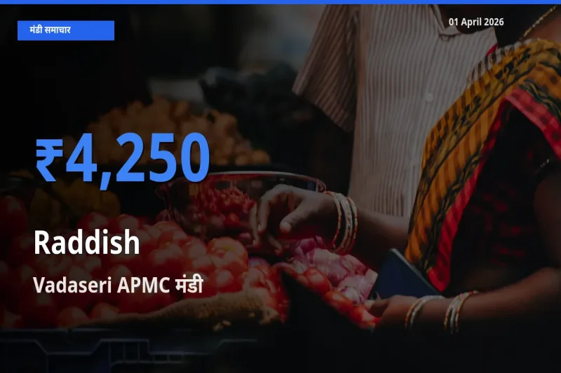 आज मूली के सबसे ऊँचे दाम ₹4,250 Vadaseri APMC मंडी में