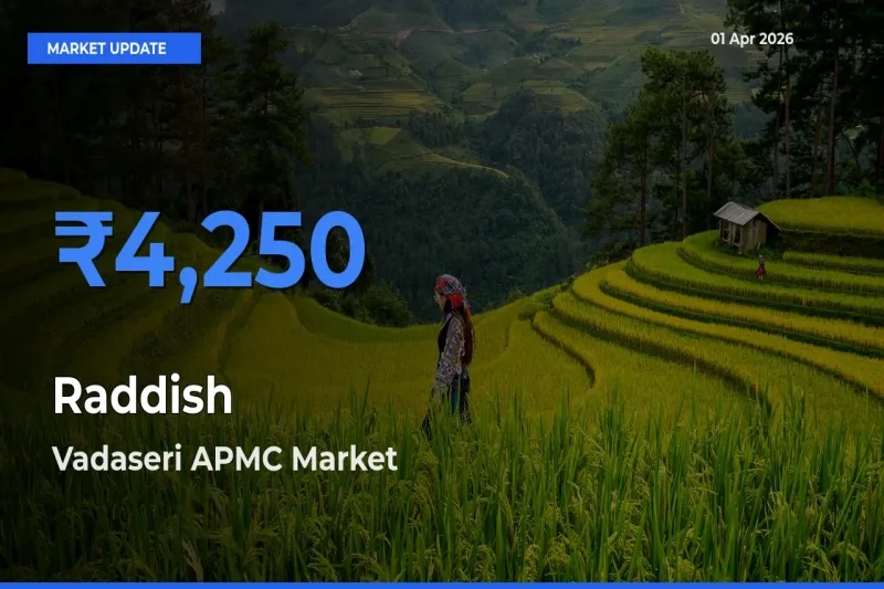Top Performer! Vadaseri APMC Offers Best Raddish Price Today