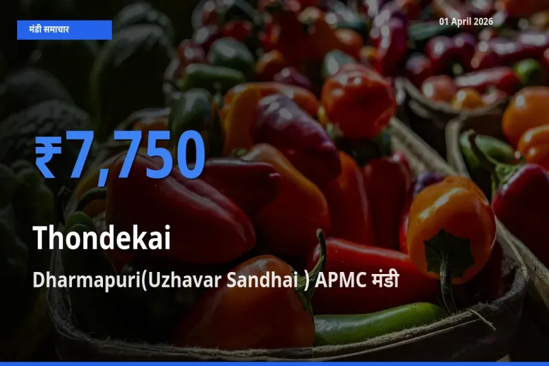 Dharmapuri(Uzhavar Sandhai ) APMC मंडी में आज कुंदरू के सबसे ऊँचे दाम दर्ज