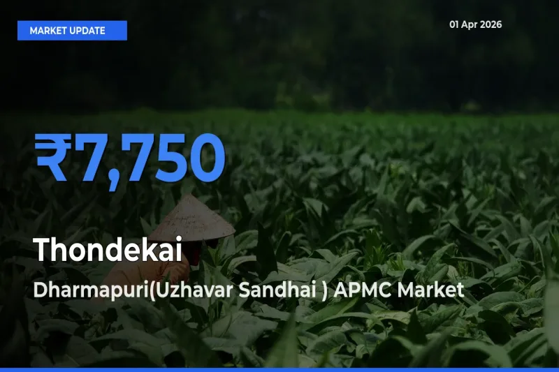 Dharmapuri(Uzhavar Sandhai ) APMC Offers ₹7,750 – Highest Thondekai Rate Today