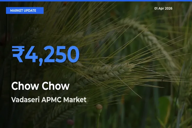 Vadaseri APMC Leads as Top Mandi for Chow Chow Prices