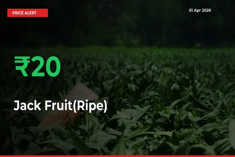 Jack Fruit(Ripe) Mandi Rate Today: Prices Jump 20.07% at Market