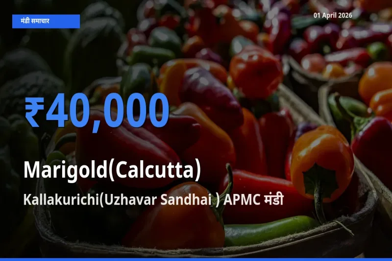 Kallakurichi(Uzhavar Sandhai ) APMC में गेंदा (कलकत्ता) का आज सबसे ऊँचा भाव