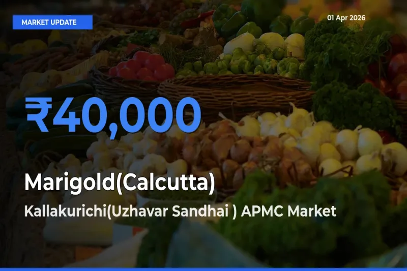 Kallakurichi(Uzhavar Sandhai ) APMC Records Highest ₹40,000 Rate for Marigold(Calcutta)