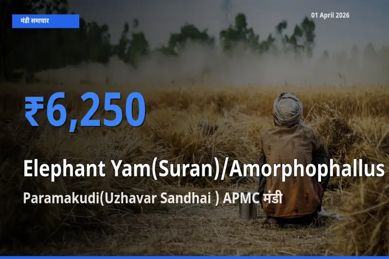 01 April अपडेट: जिमीकंद (सूरन) के सबसे ऊँचे दाम Paramakudi(Uzhavar Sandhai ) APMC मंडी में