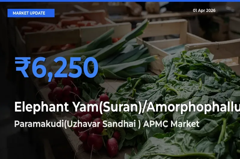 Paramakudi(Uzhavar Sandhai ) APMC Offers ₹6,250 – Highest Elephant Yam(Suran)/Amorphophallus Rate Today