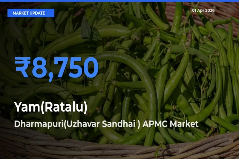Dharmapuri(Uzhavar Sandhai ) APMC Tops Yam(Ratalu) Mandi Rates Today