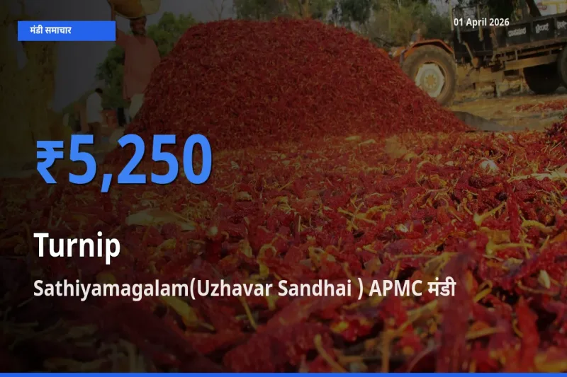 टॉप मंडी बना Sathiyamagalam(Uzhavar Sandhai ) APMC! शलजम के सबसे ऊँचे दाम यहीं दर्ज