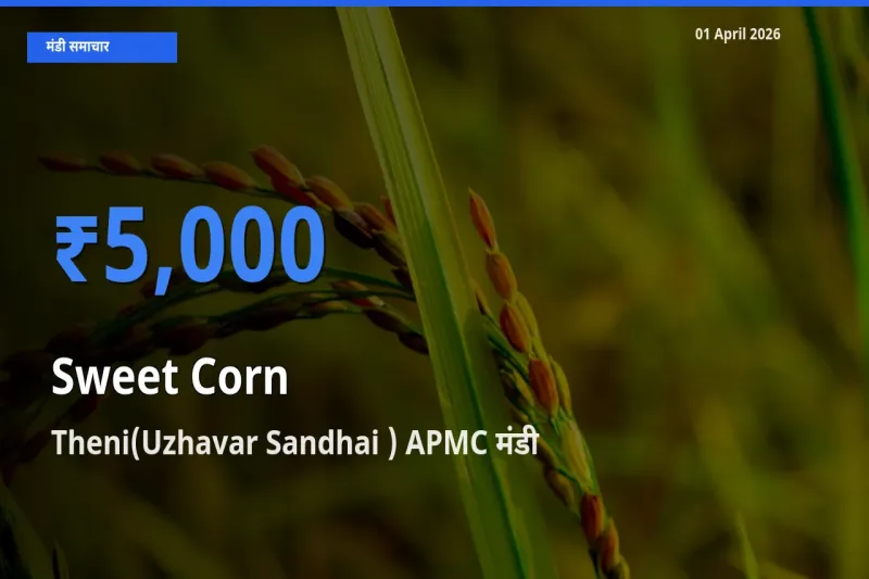 Theni(Uzhavar Sandhai ) APMC मंडी में स्वीट कॉर्न ₹5,000 पर पहुँचा – आज का सर्वोच्च भाव