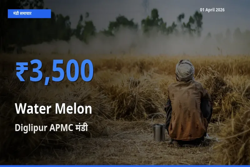 आज का मंडी भाव: तरबूज के सबसे ज़्यादा दाम Diglipur APMC में